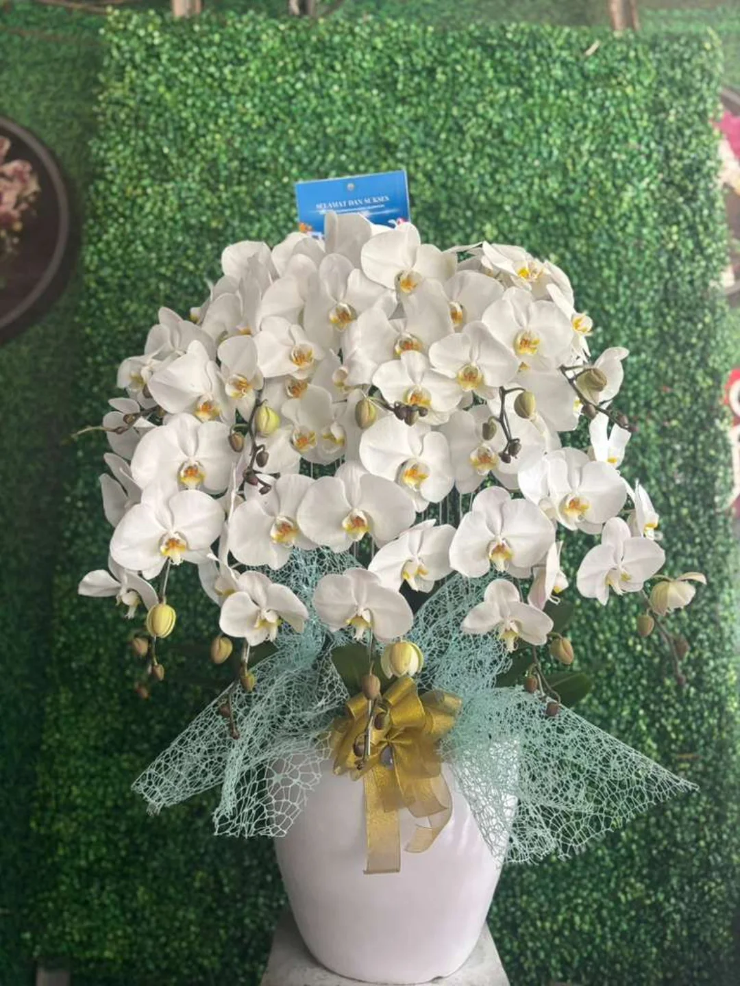 Anggrek Bulan WF-AGR-S009 - WinnerFleur
