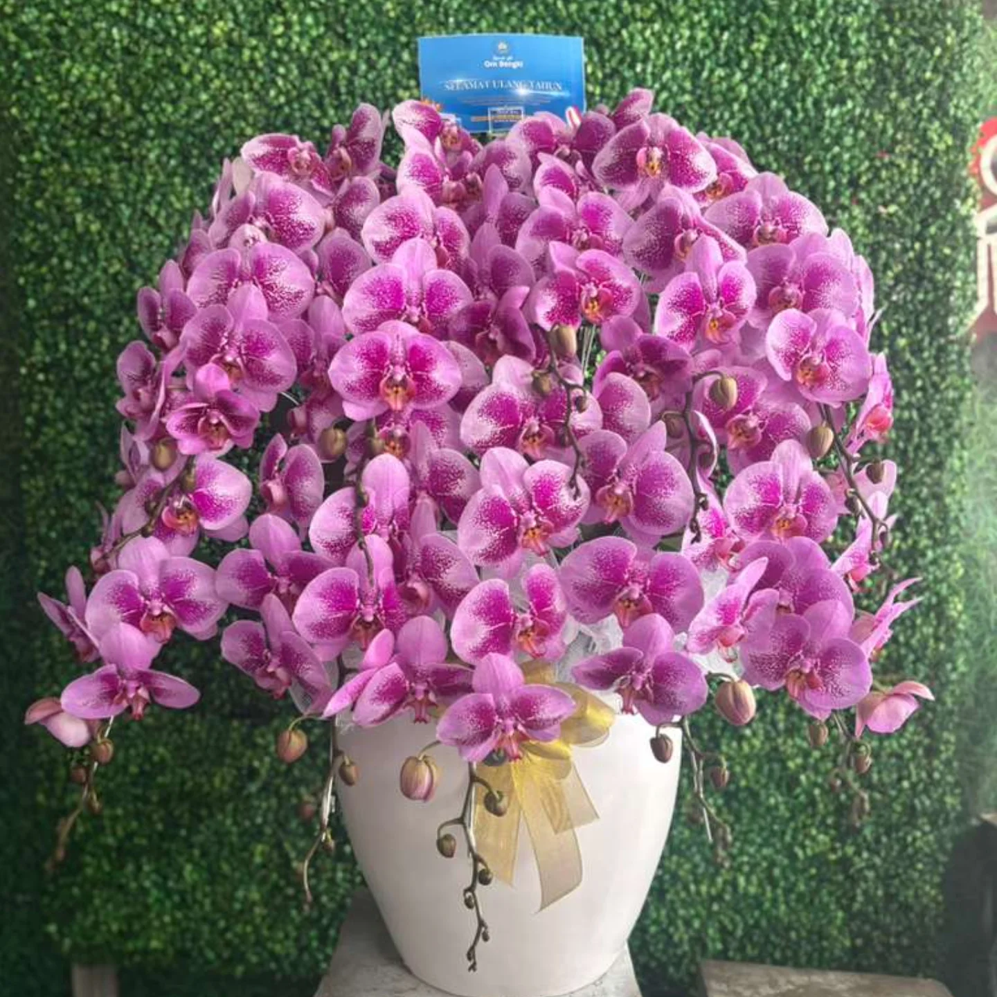 Anggrek Bulan WF-AGR-S010 - WinnerFleur
